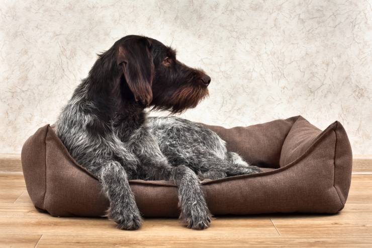 Cuccia da interno per il cane: bordi rialzati