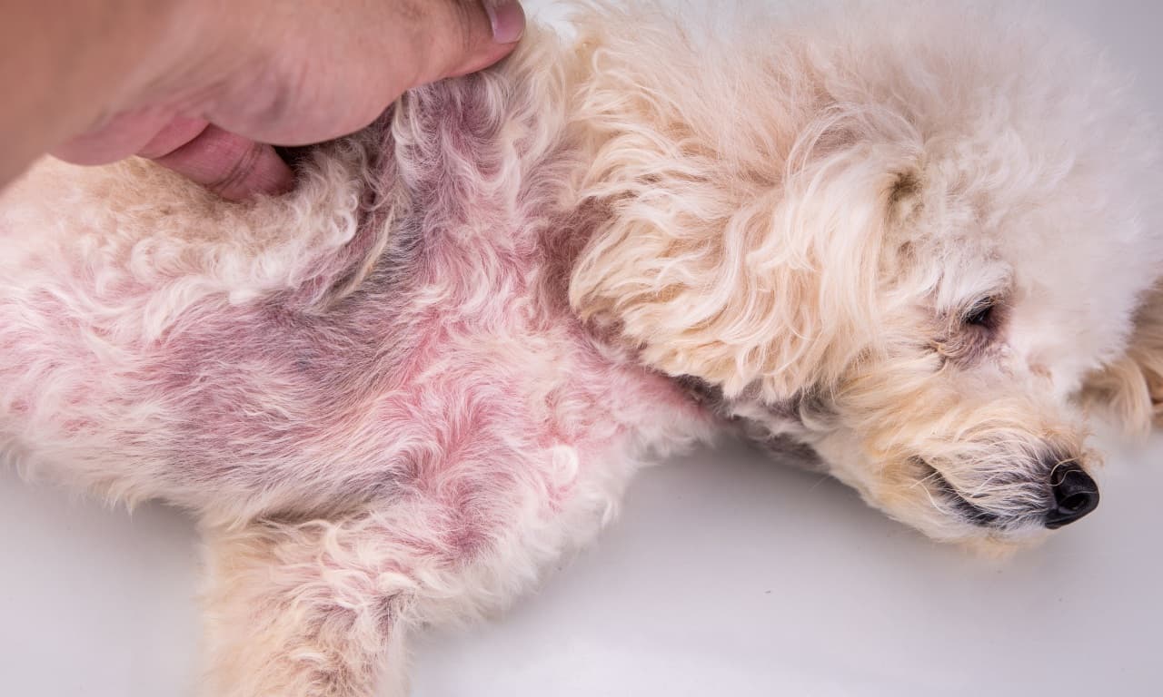 Dermatite allergica da pulci nel cane