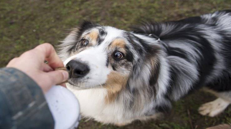 Riflessi condizionati del cane