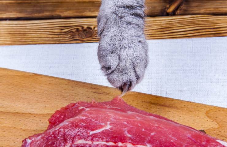 gatto e bresaola