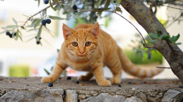 Quando Smette Di Crescere Un Gatto