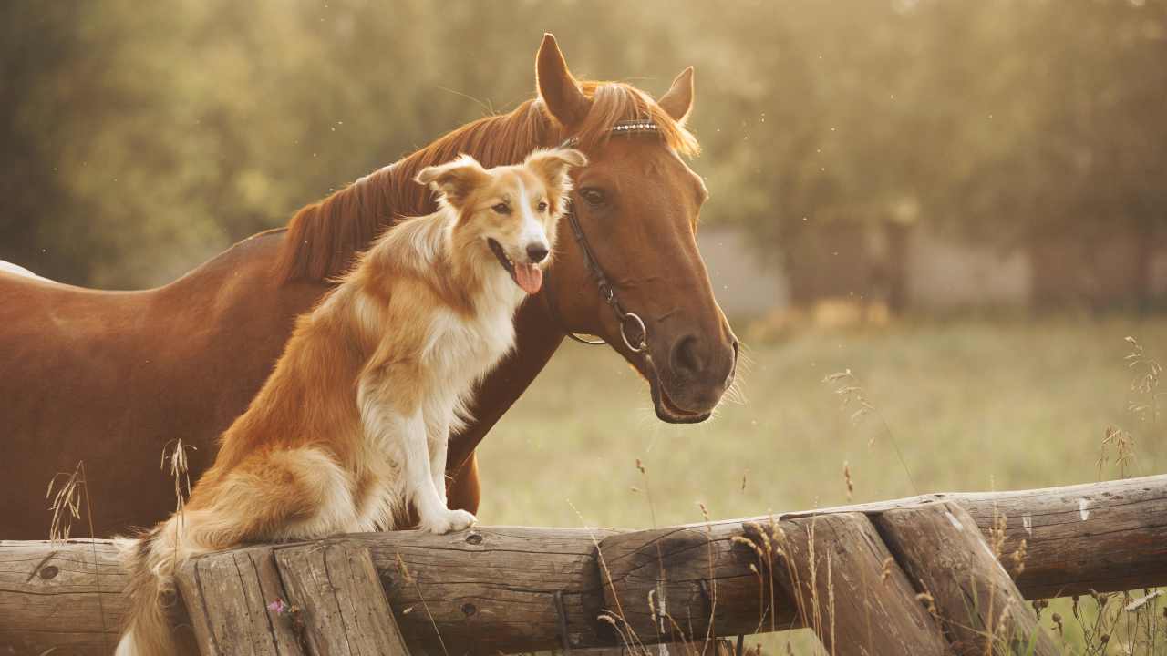 Razze di cani che vanno più d'accordo con i cavalli