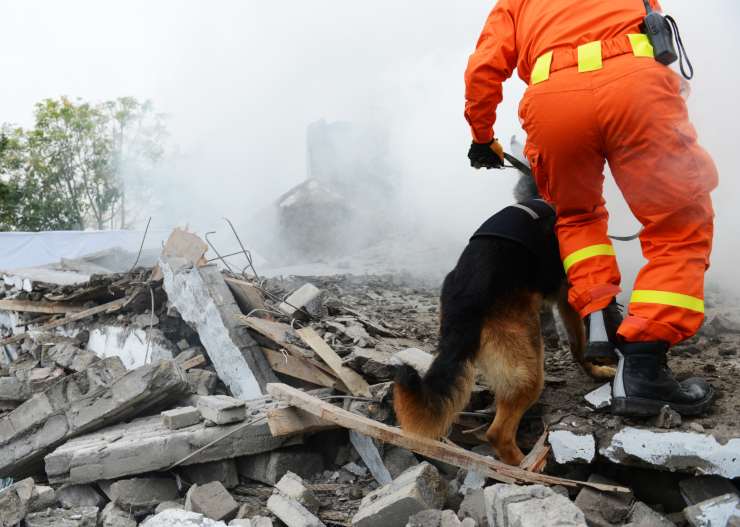 Cani da salvataggio da terremoto