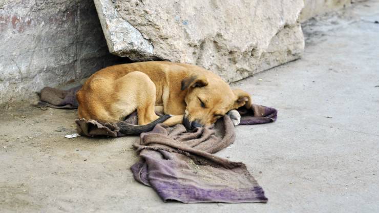 Que mangent les chiens dans la nature