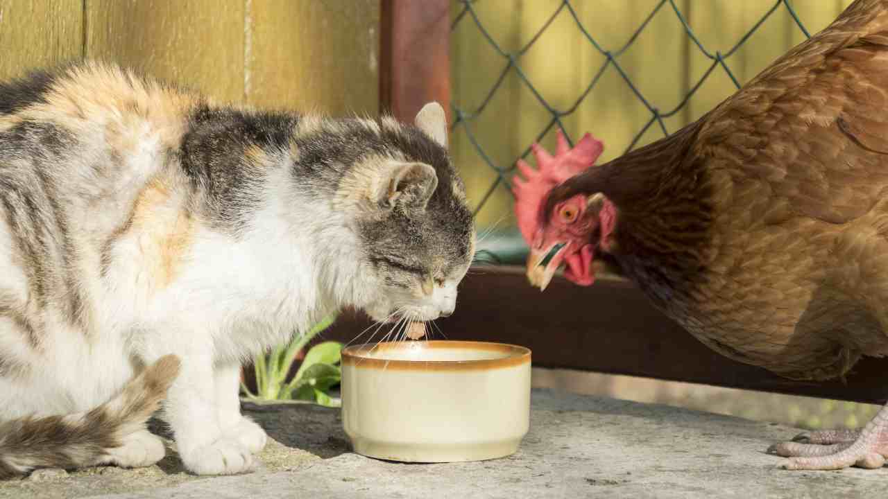 La convivenza tra gatto e galline è possibile?