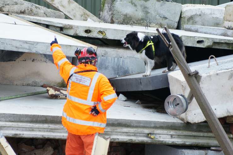 Addestramento cane da salvataggio da terremoto