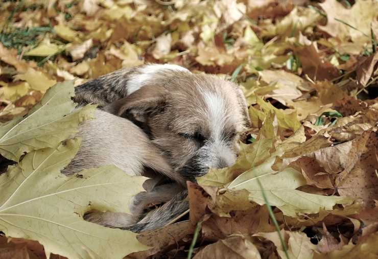 perso cani soffre adotta animali