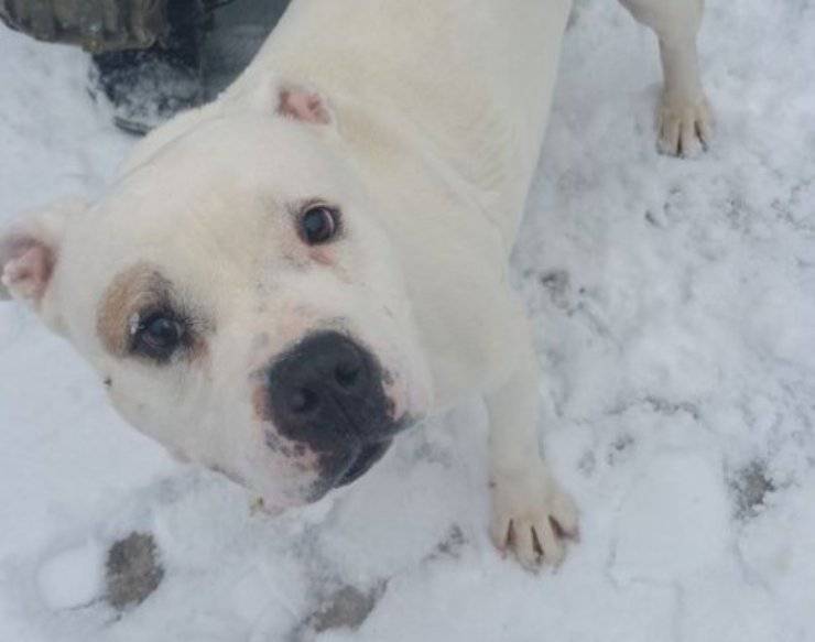 cagnolina piange rifugio