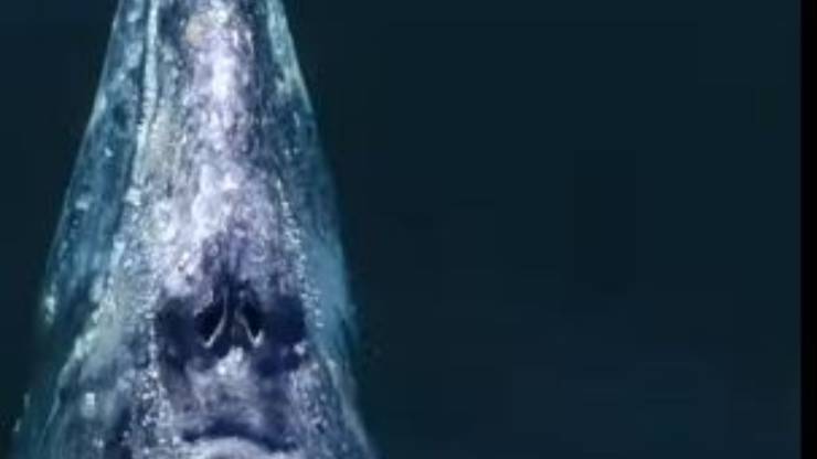 Balena Grigia Cucciolo Video
