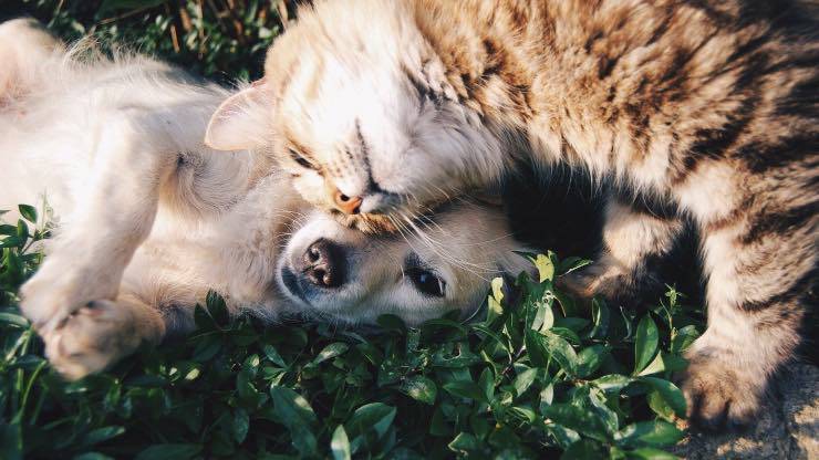 vitamina C per cani e gatti