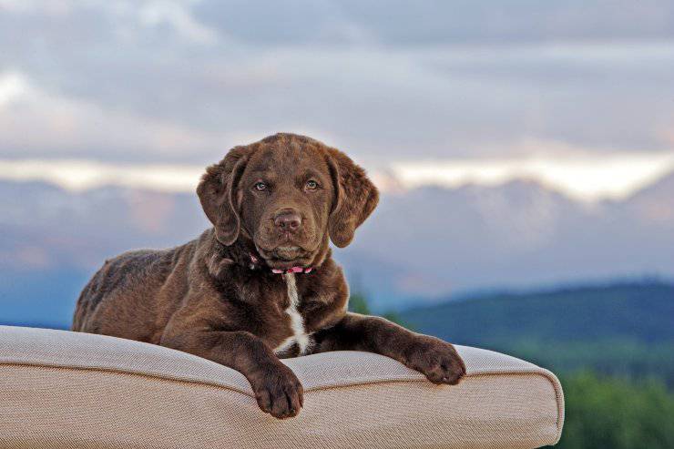 Chesapeake Bay Retriever