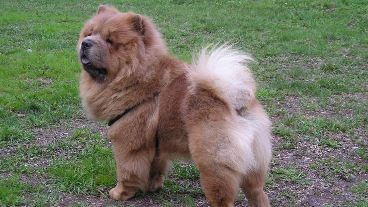 Malattie all'occhio Chow Chow