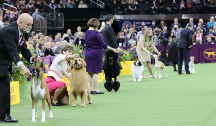 concorso cane più bello 2020