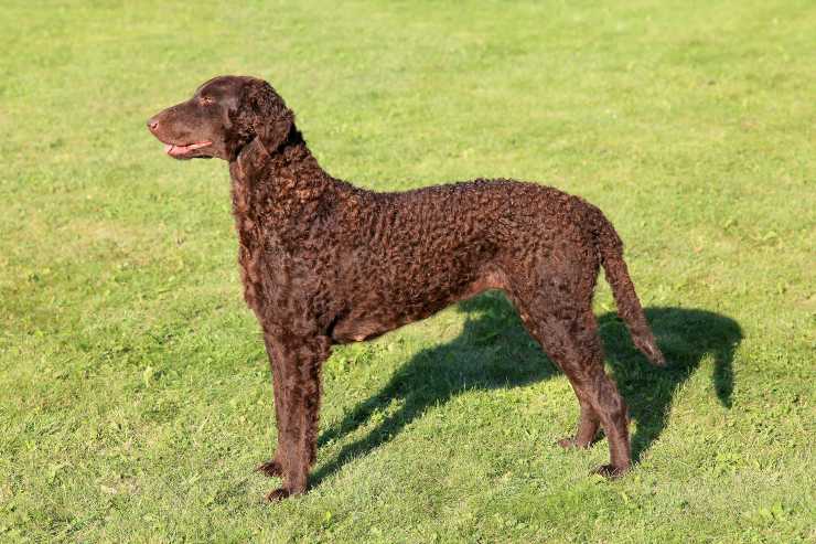 Curly Coated Retriever