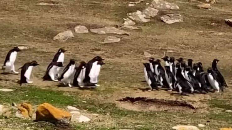 Gruppo Pinguini Video