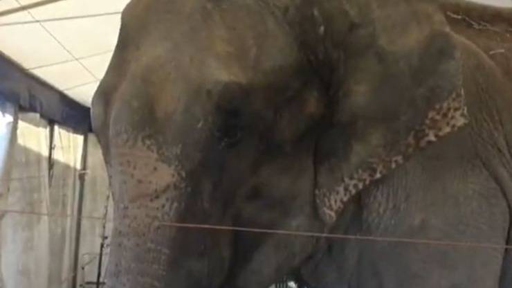 Elefantessa Discarica Video