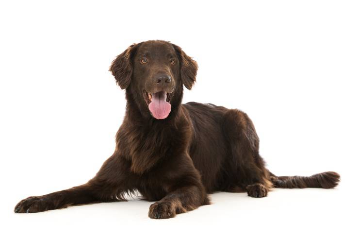 Flat Coated Retriever