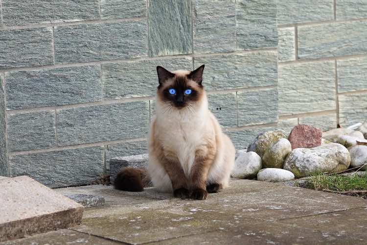 Mantello siamese