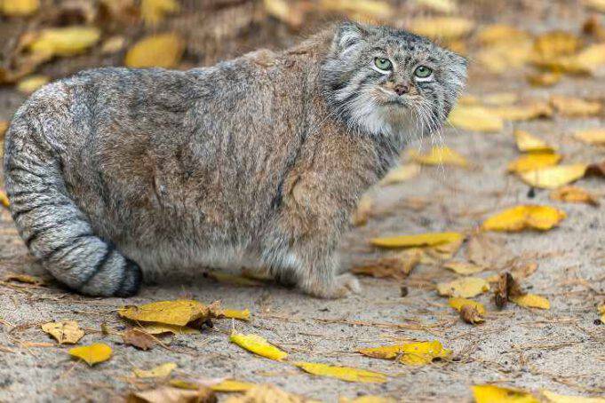 Felino Noto Anche Col Nome Di Gattopardo