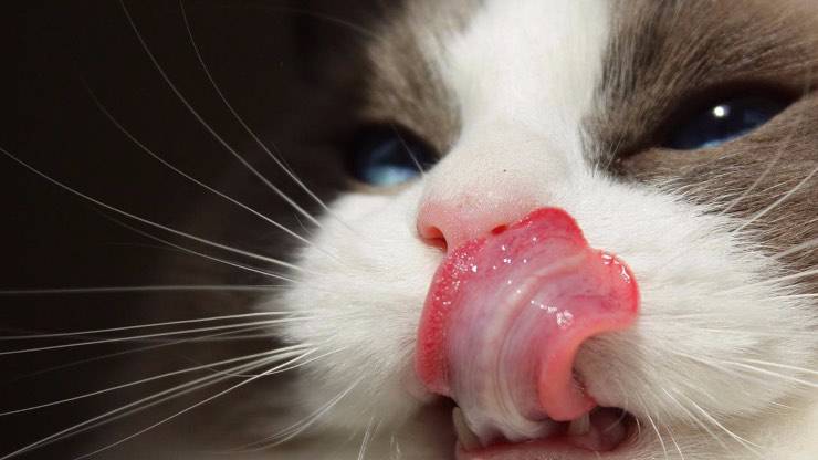 Perché il gatto si lecca i baffi?