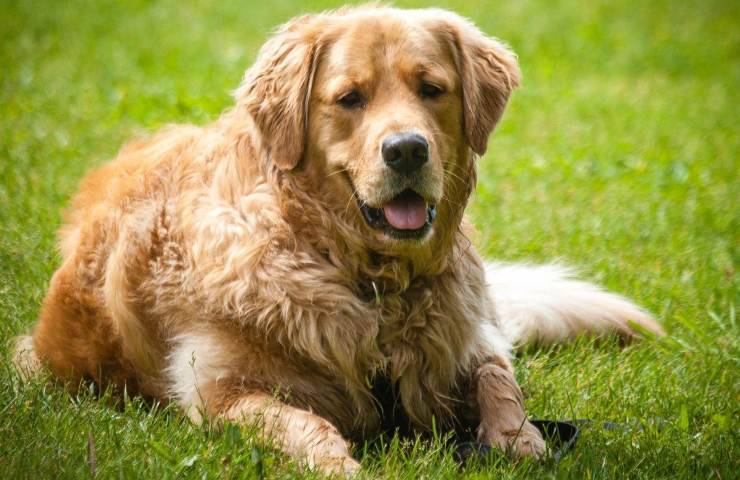 Golden Retreiver