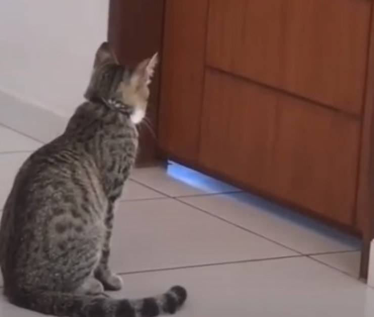 gattino aspetta amico triste malato Covid