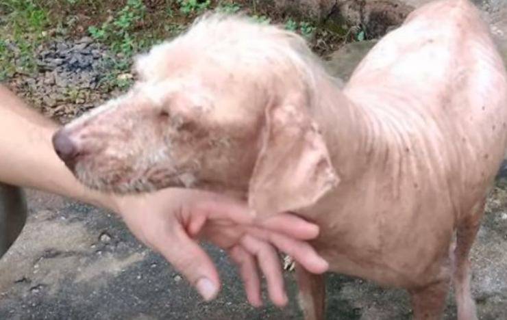 cagnolina abbandonata proprietario giacca