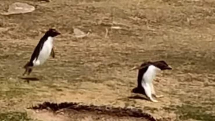 Gruppo Pinguini Video