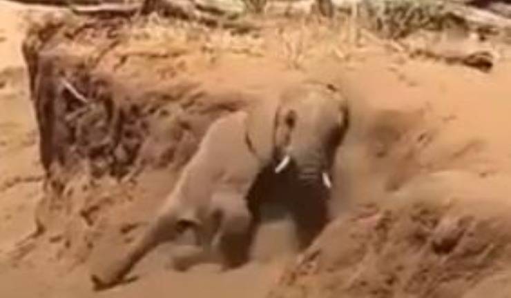 Mamma Cucciolo Elefante Video