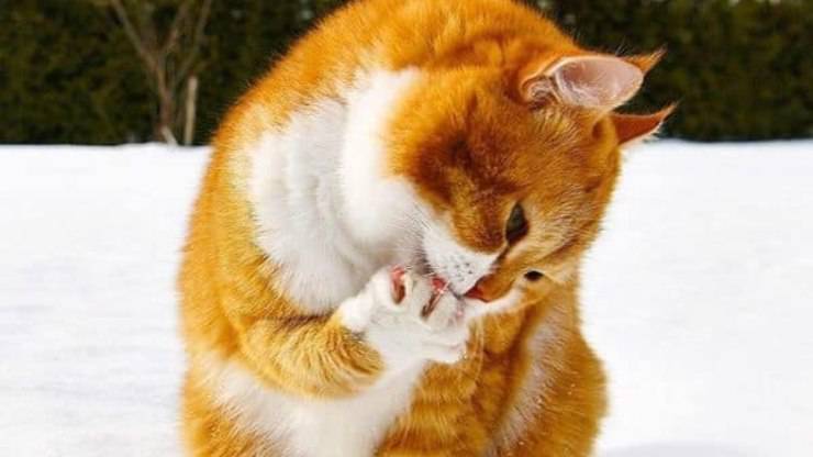 Gatto Ginger Neve