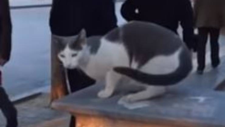 Gatto Attacca Passanti Video