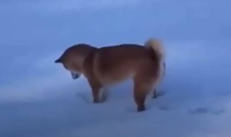 Cucciolo Shiba Inu Neve Impronte Video