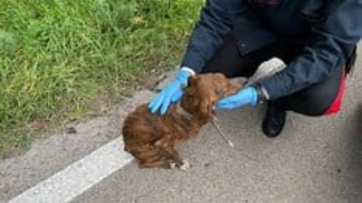 Cane Denutrito Carabinieri 