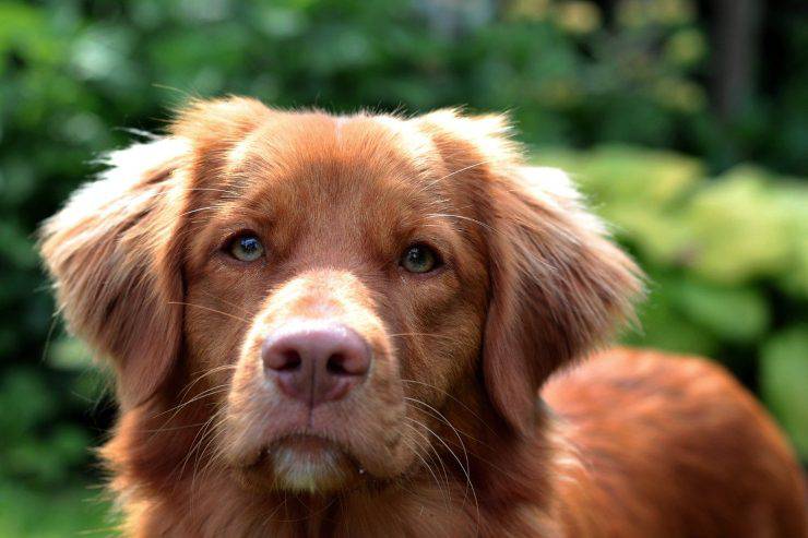 Nova Scotia Duck Tolling Retriever