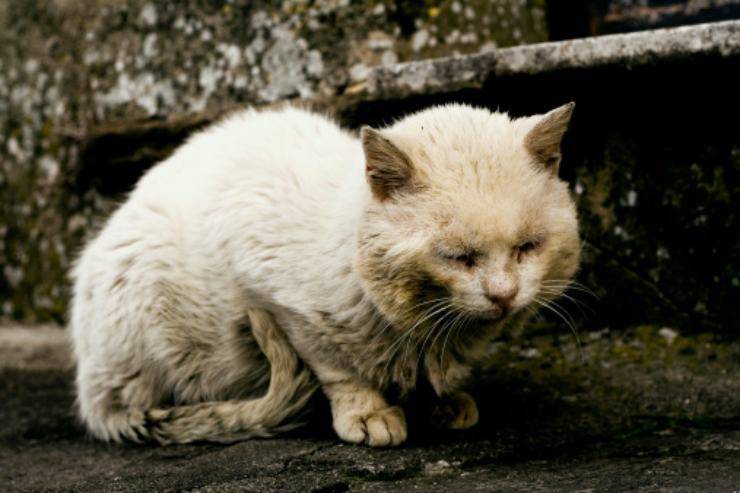 gattina abbandonata anziana ammalata