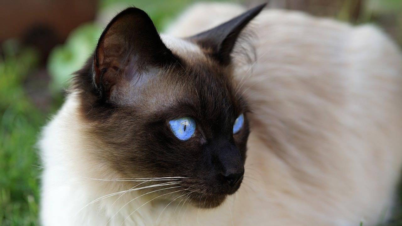 Malattie agli occhi siamese