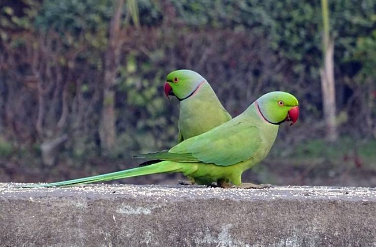 invasione pappagallini verdi città
