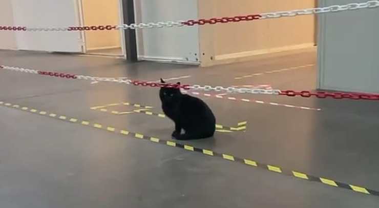 Gatto nero (foto video Instagram)