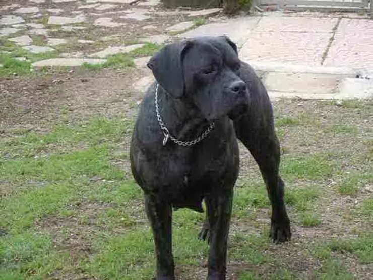 cane corso cura pelo toelettatura bagnetto