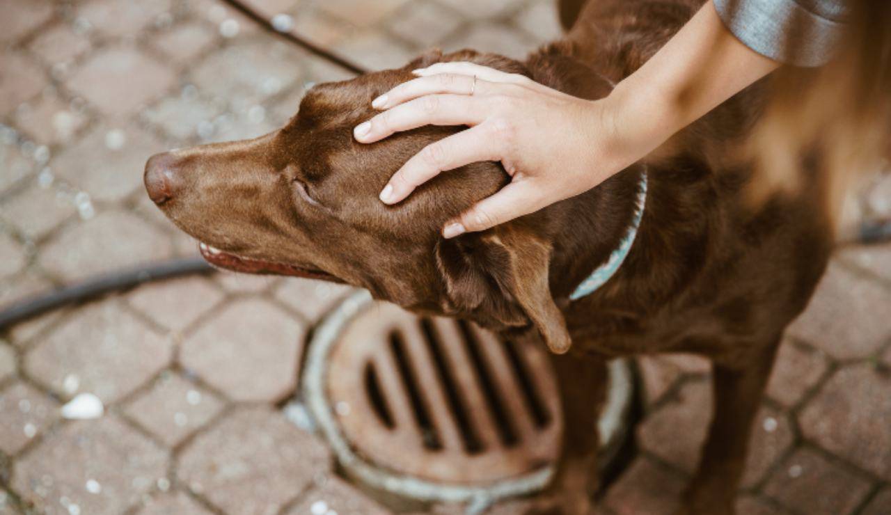Accarezzare il cane sulla testa per quali motivi evitarlo