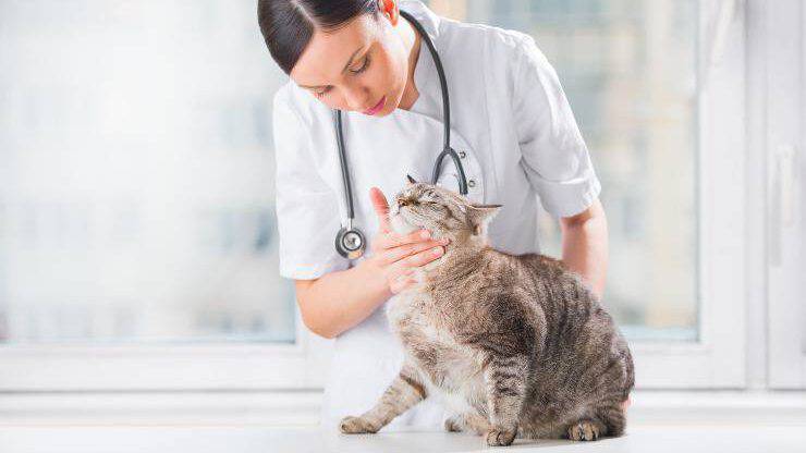 gatto dal veterinario