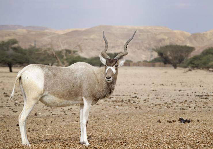 addax