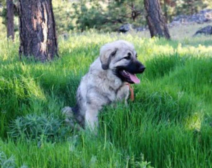 Cane da Pastore di Ciarplanina