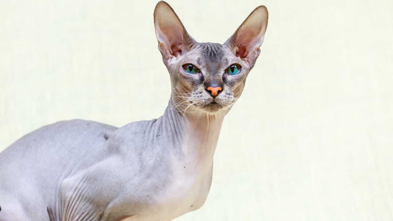 sphynx donskoy differenza