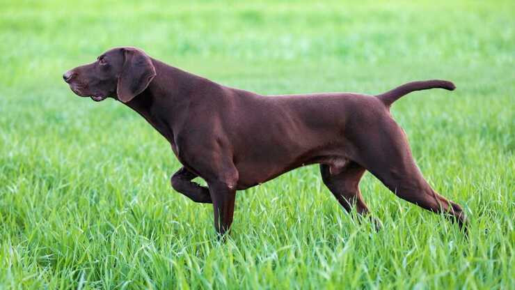 cane caccia lucertole