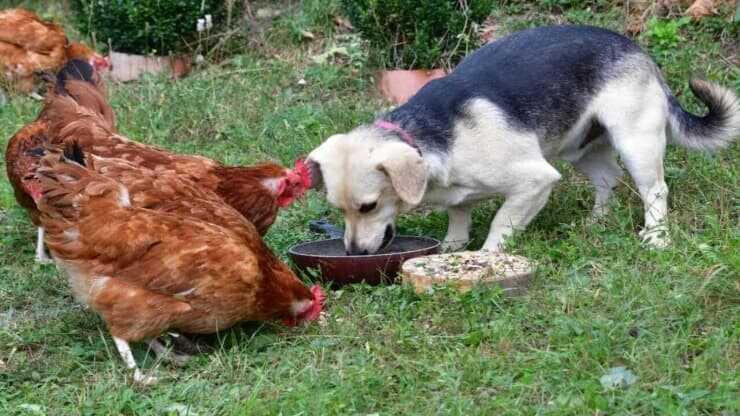 Convivenza tra cane e galline
