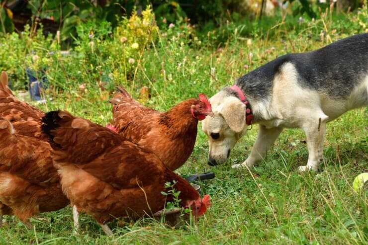 Convivenza tra cane e galline