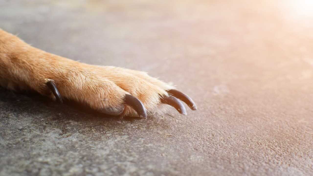 Perché il cane gratta il pavimento?