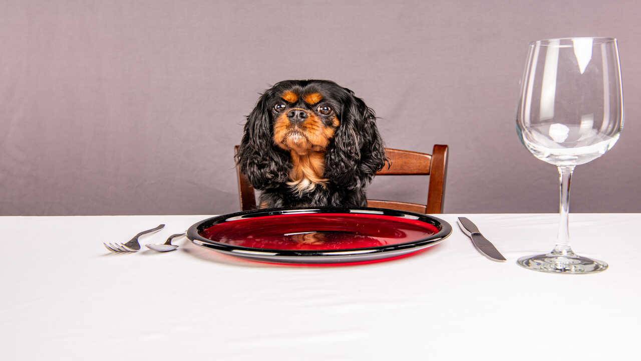 paté cani ricette