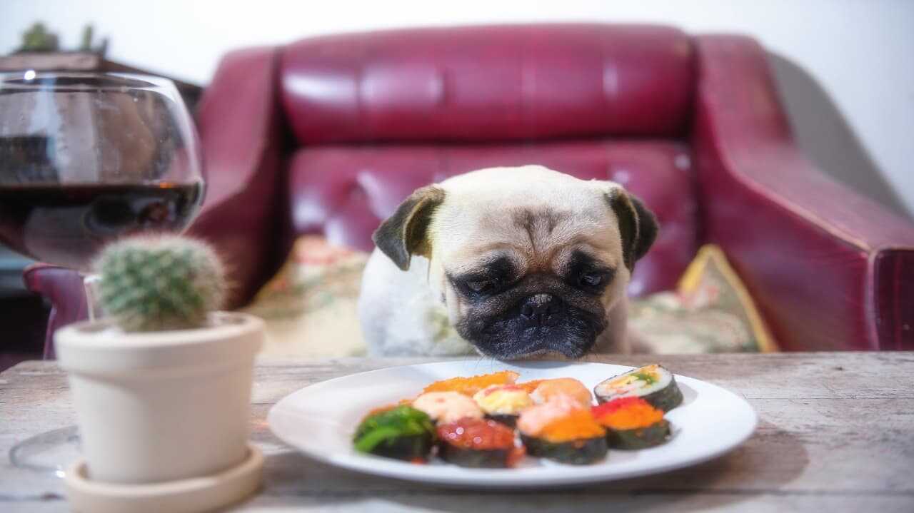 Il cane può mangiare il salmone?